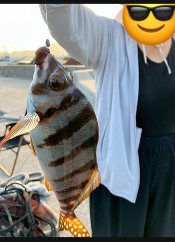 タカノハダイの釣果