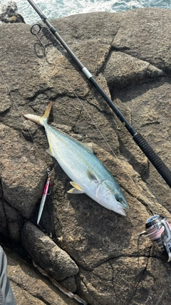 ワカシの釣果