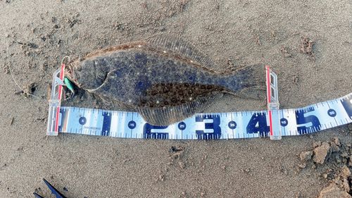 ヒラメの釣果