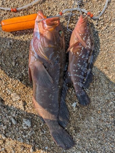 アコウの釣果