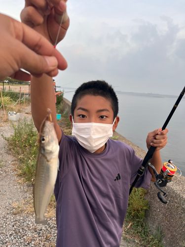 シロギスの釣果
