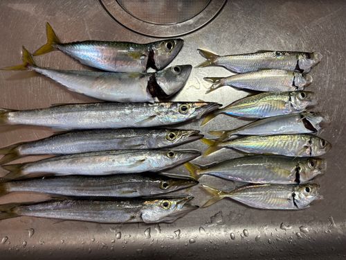 カマスの釣果