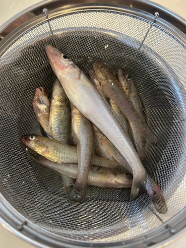 キスの釣果