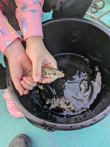 キスの釣果