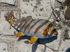 タカノハダイの釣果