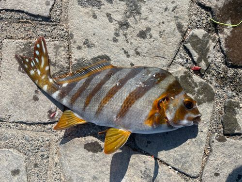 タカノハダイの釣果
