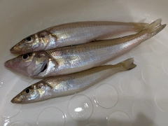 キスの釣果