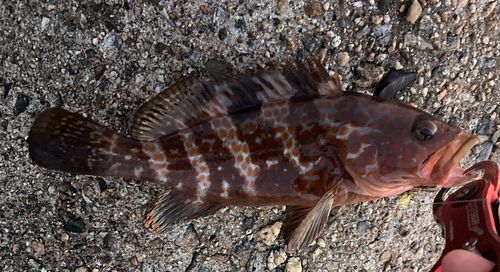 キジハタの釣果