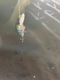 コイの釣果