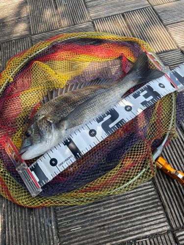 チヌの釣果