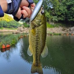 ブラックバス