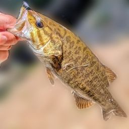 スモールマウスバス