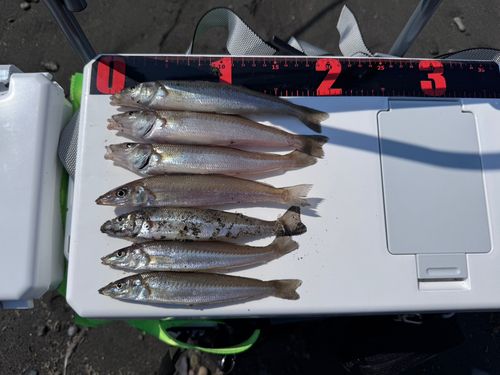 キスの釣果