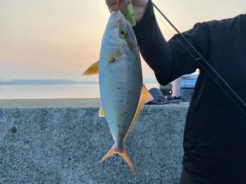 ネリゴの釣果