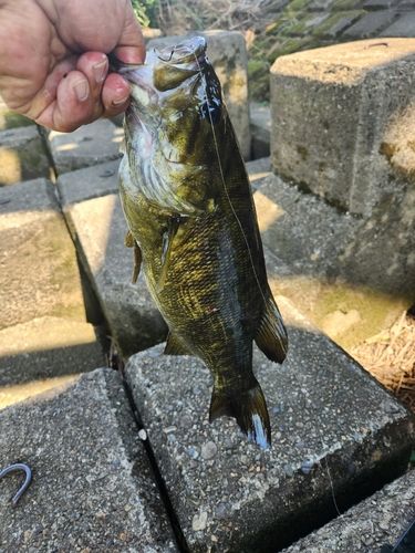 スモールマウスバスの釣果
