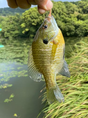 ブルーギルの釣果