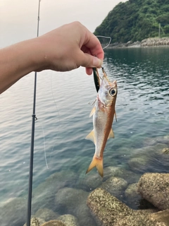ムツの釣果
