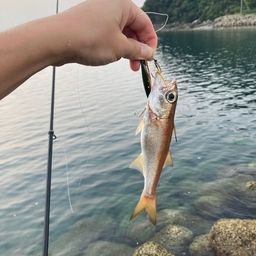 ムツ