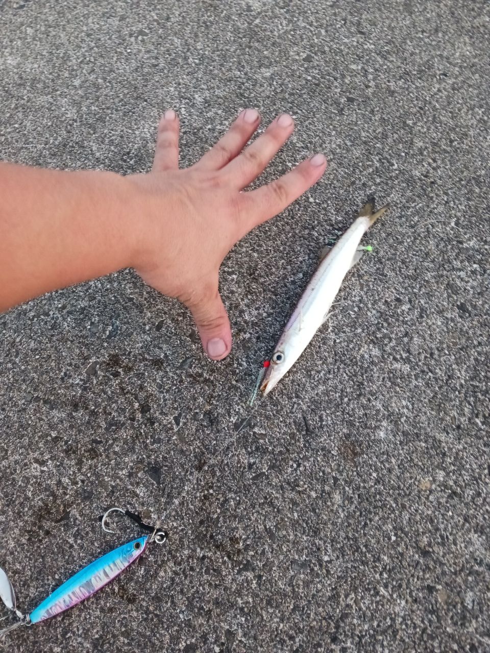 カマス