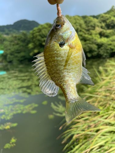 ブルーギルの釣果