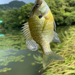 ブルーギル