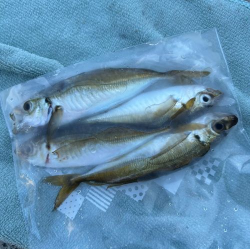 マアジの釣果