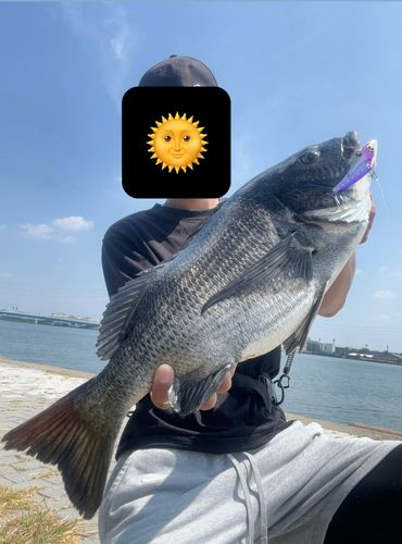 クロダイの釣果