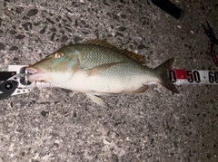 ハマフエフキダイの釣果