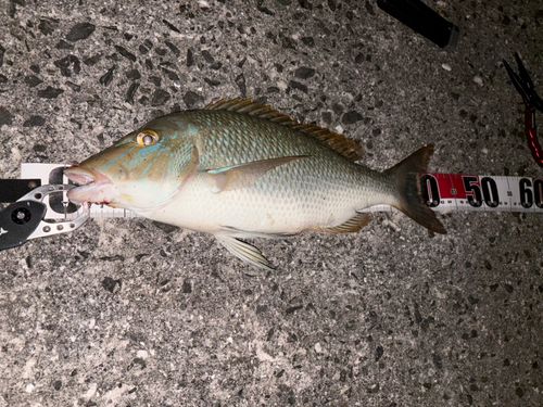 ハマフエフキダイの釣果