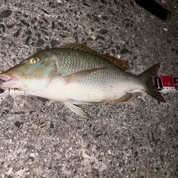 ハマフエフキダイ