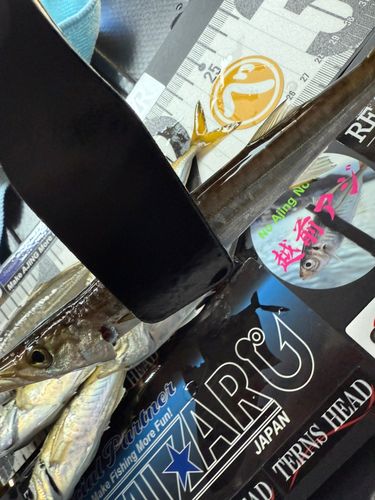 カマスの釣果