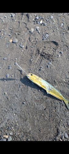 シイラの釣果