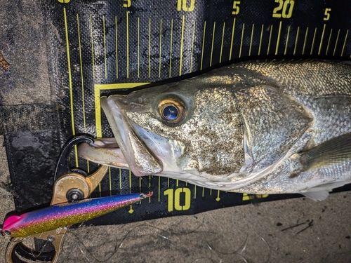 シーバスの釣果