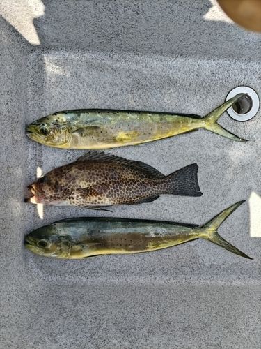 シイラの釣果