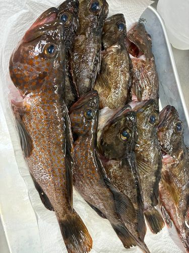 キジハタの釣果