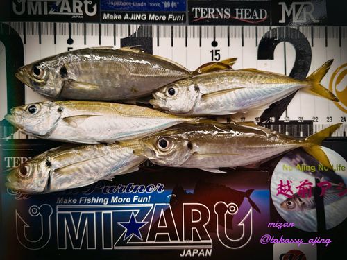 マアジの釣果