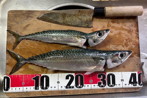 サバの釣果