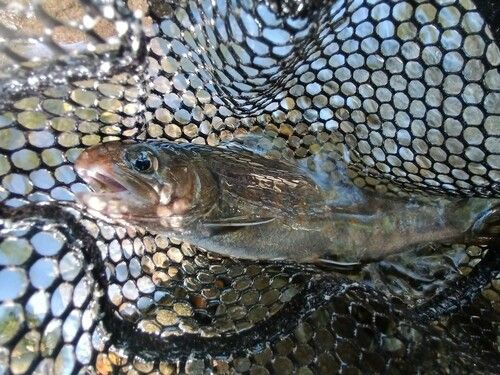 ヤマトイワナの釣果