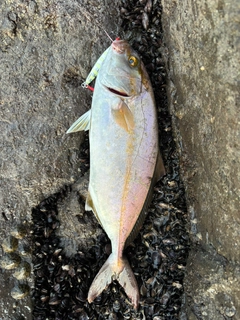 ショゴの釣果