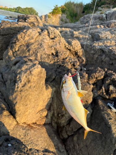ショゴの釣果