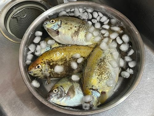 釣果