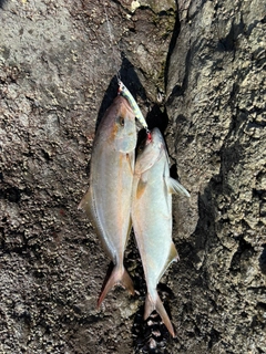 ショゴの釣果
