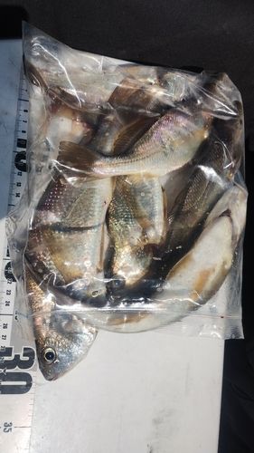 イシモチの釣果