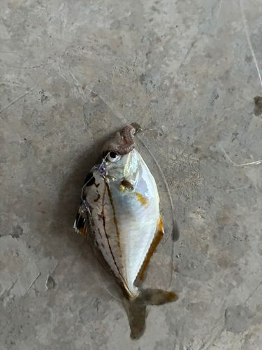 ヒイラギの釣果