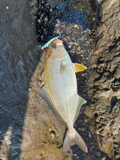 ショゴの釣果