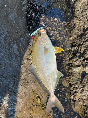 ショゴの釣果
