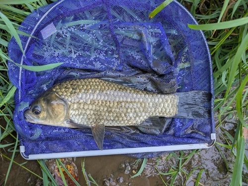 フナの釣果