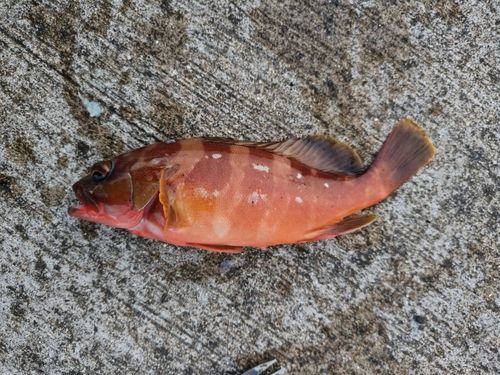 アカハタの釣果
