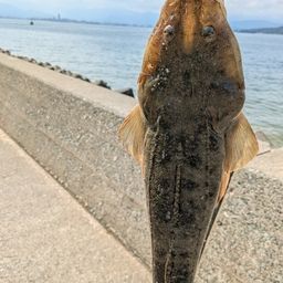 マゴチ