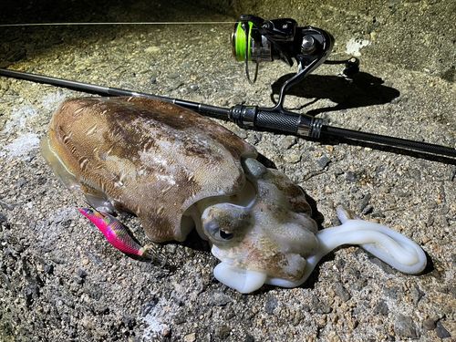 コウイカの釣果